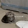 🐈 Эмодзи «Котики для Котят» для Telegram