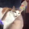 🐈 Эмодзи «Котики для Котят» для Telegram