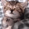 🐈 Эмодзи «Котики для Котят» для Telegram