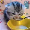 🐈 Эмодзи «Котики для Котят» для Telegram