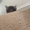 🐈 Эмодзи «Котики для Котят» для Telegram