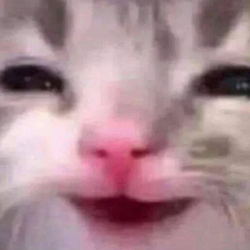 😄 Стикер «kitty meow» для Telegram