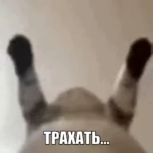 ⭐ Стикер «kitty meow» для Telegram