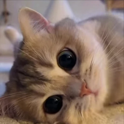 🥹 Стикер «kitty meow» для Telegram