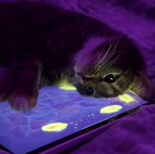 🙂 Стикер «kitty meow» для Telegram