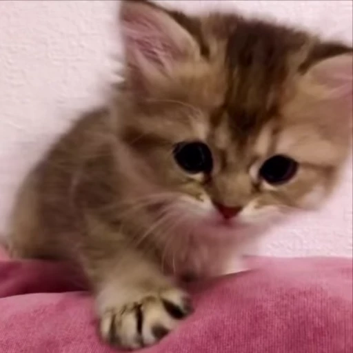 🫡 Стикер «kitty meow» для Telegram