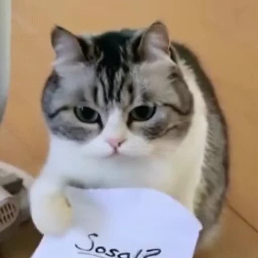 ❔ Стикер «kitty meow» для Telegram