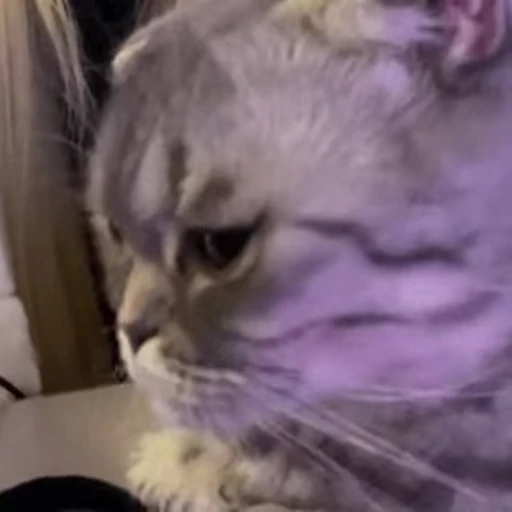 🌟 Стикер «kitty meow» для Telegram
