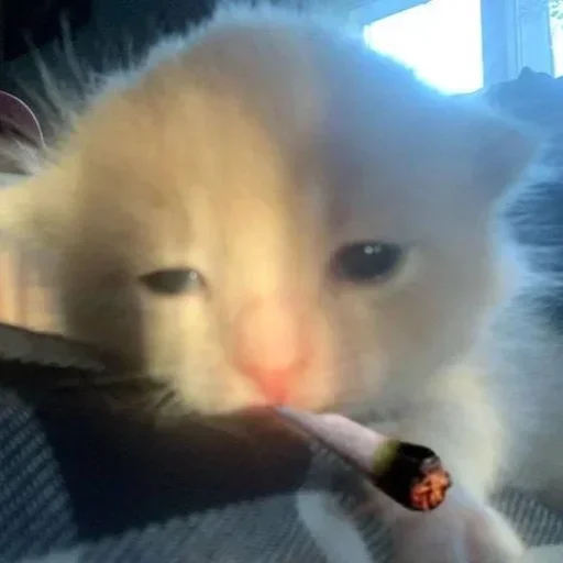🚬 Стикер «kitty meow» для Telegram
