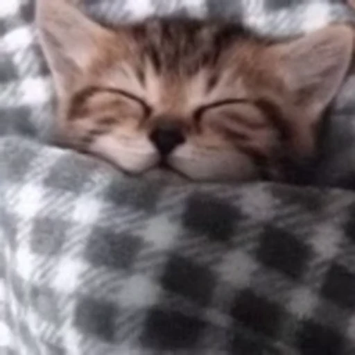 💤 Стикер «kitty meow» для Telegram