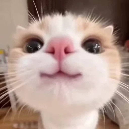 😎 Стикер «kitty meow» для Telegram
