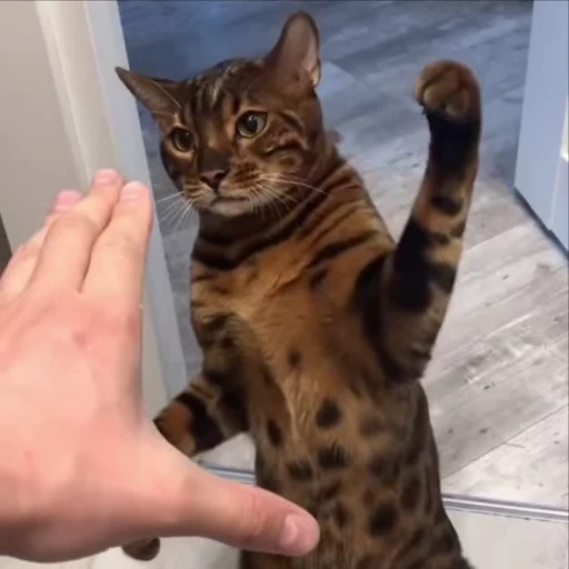 😠 Стикер «kitty meow» для Telegram