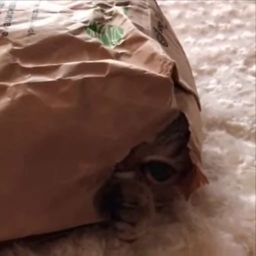 😠 Стикер «kitty meow» для Telegram