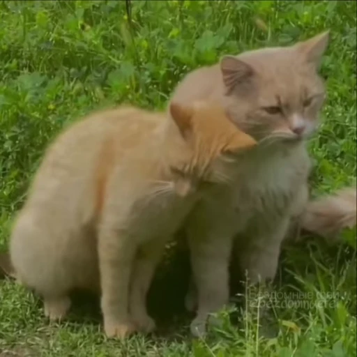 🥰 Стикер «kitty meow» для Telegram