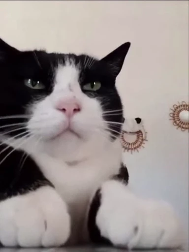 🙂 Стикер «kitty meow» для Telegram
