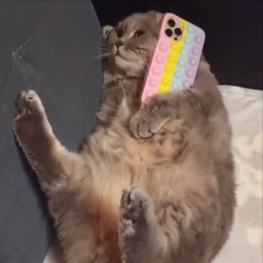 📞 Стикер «kitty meow» для Telegram