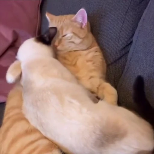 🥰 Стикер «kitty meow» для Telegram