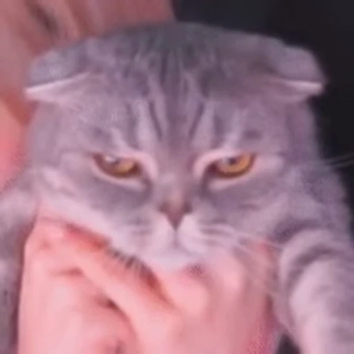🌟 Стикер «kitty meow» для Telegram