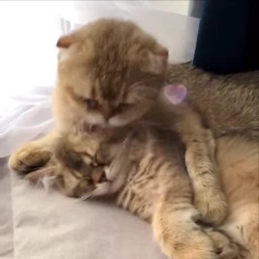 💋 Стикер «kitty meow» для Telegram