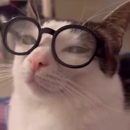 🤩 Стикер «kitty meow» для Telegram