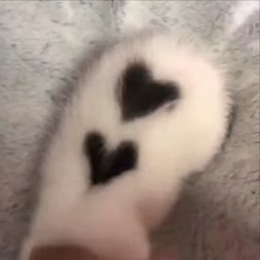 ❤️ Стикер «kitty meow» для Telegram