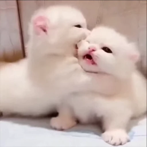 🥹 Стикер «kitty meow» для Telegram