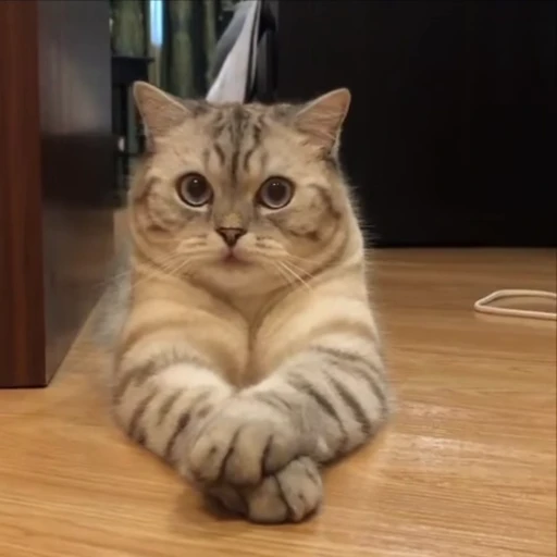 🤓 Стикер «kitty meow» для Telegram