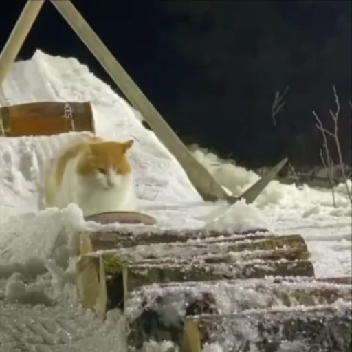 🫠 Стикер «kitty meow» для Telegram