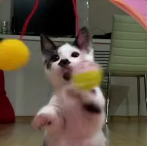 🍒 Стикер «kitty meow» для Telegram