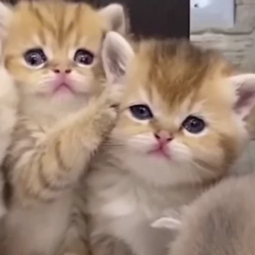 🥴 Стикер «kitty meow» для Telegram
