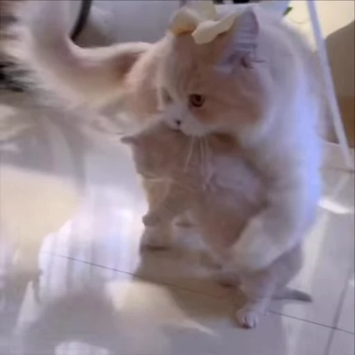 🥹 Стикер «kitty meow» для Telegram