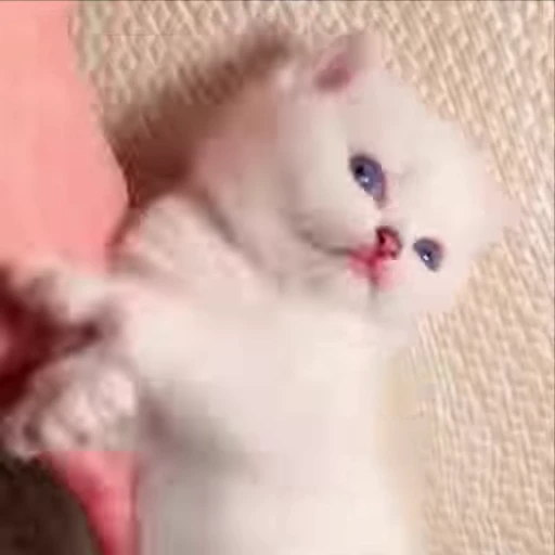 Стикерпак kitty meow для Telegram