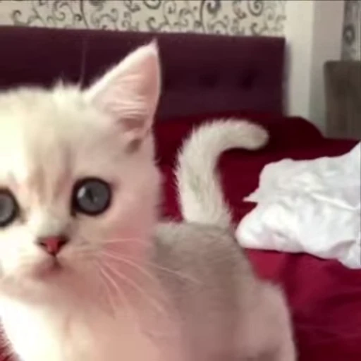 😠 Стикер «kitty meow» для Telegram