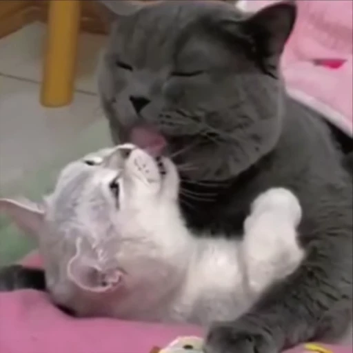 💋 Стикер «kitty meow» для Telegram