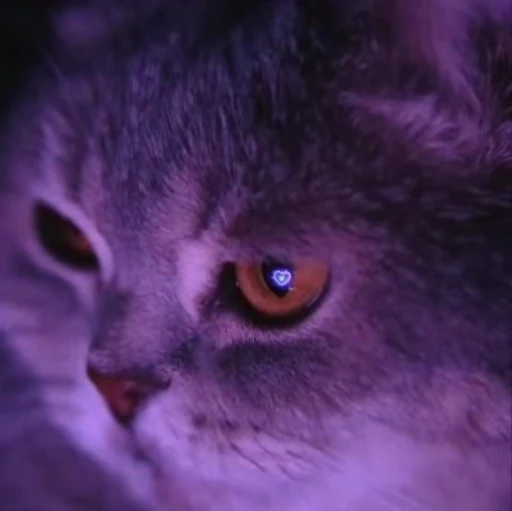 🤍 Стикер «kitty meow» для Telegram