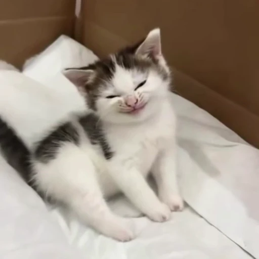 🙂 Стикер «kitty meow» для Telegram