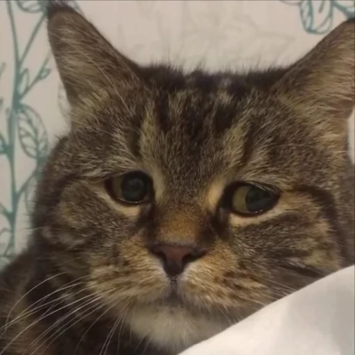 🥺 Стикер «kitty meow» для Telegram