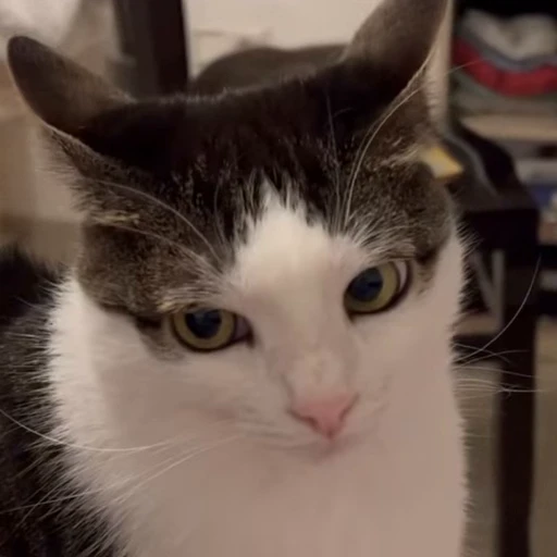 😒 Стикер «kitty meow» для Telegram