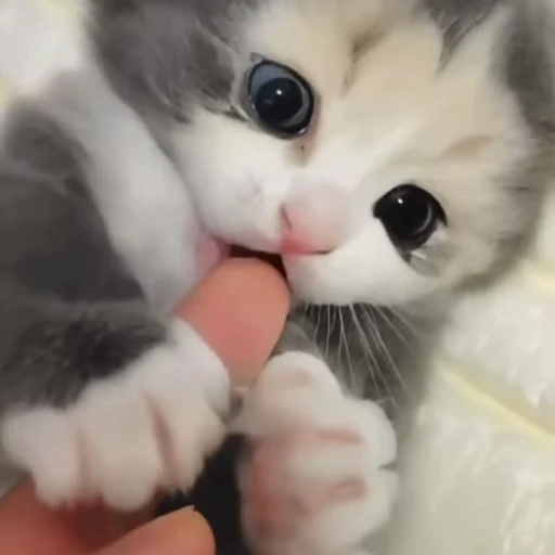 🥹 Стикер «kitty meow» для Telegram