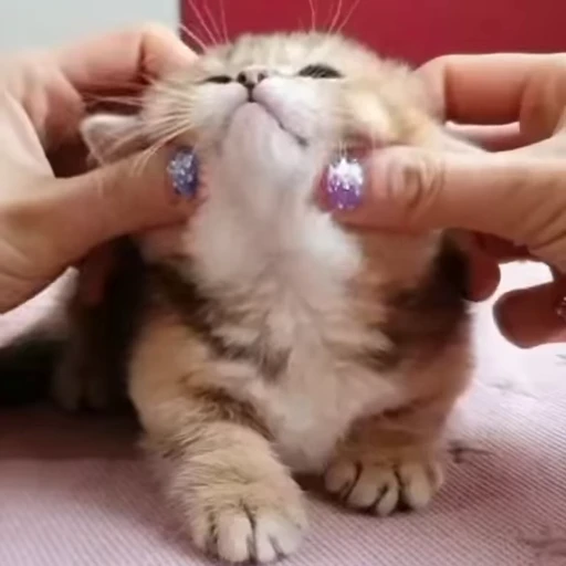 🥹 Стикер «kitty meow» для Telegram