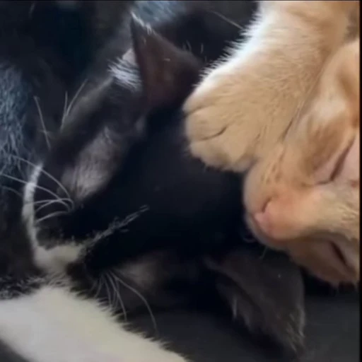 ☺️ Стикер «kitty meow» для Telegram