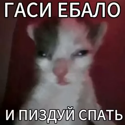 😴 Стикер «kitty meow» для Telegram