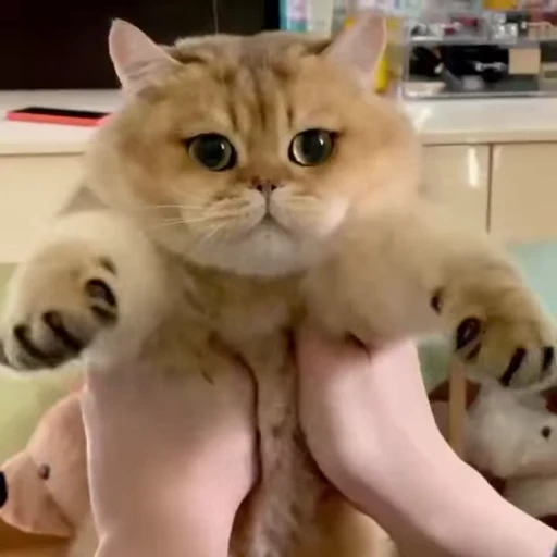 🥹 Стикер «kitty meow» для Telegram