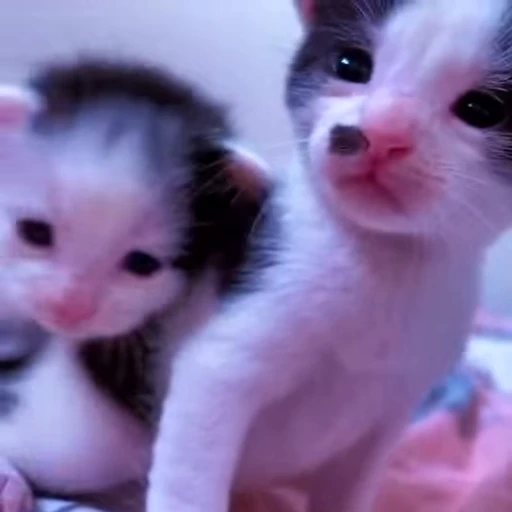 ⭐ Стикер «kitty meow» для Telegram