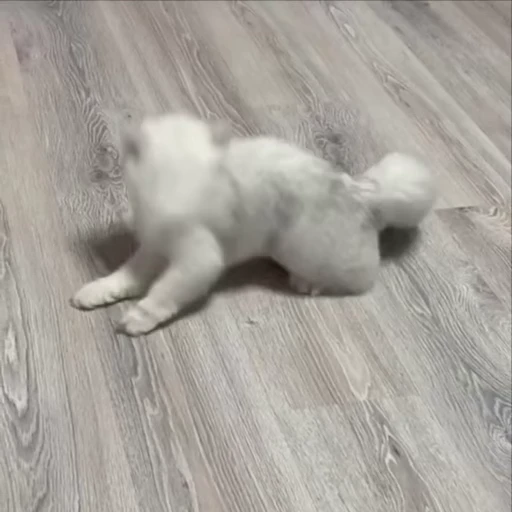 🫠 Стикер «kitty meow» для Telegram