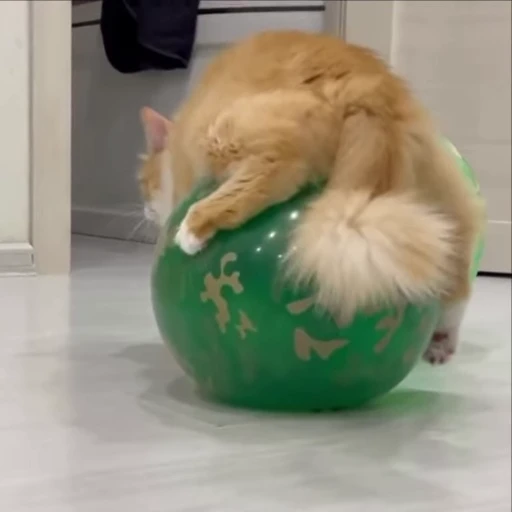 🎈 Стикер «kitty meow» для Telegram