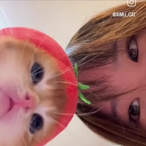 🙂 Стикер «kitty meow» для Telegram