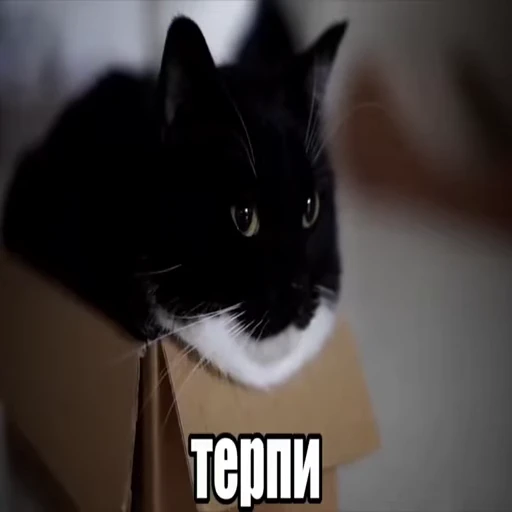 ⌛️ Стикер «kitty meow» для Telegram