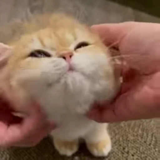 🥹 Стикер «kitty meow» для Telegram