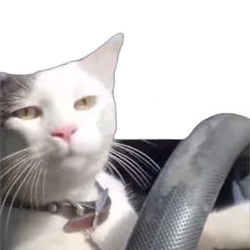 🚙 Стикер «kitty meow» для Telegram